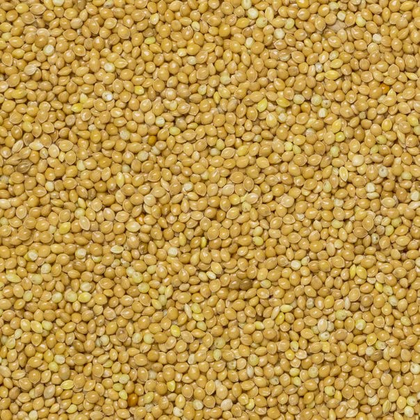 Wholefood Earth Hirsekorn 1 kg – gentechnikfrei, glutenfrei, ballaststoffreiches Vollkorn