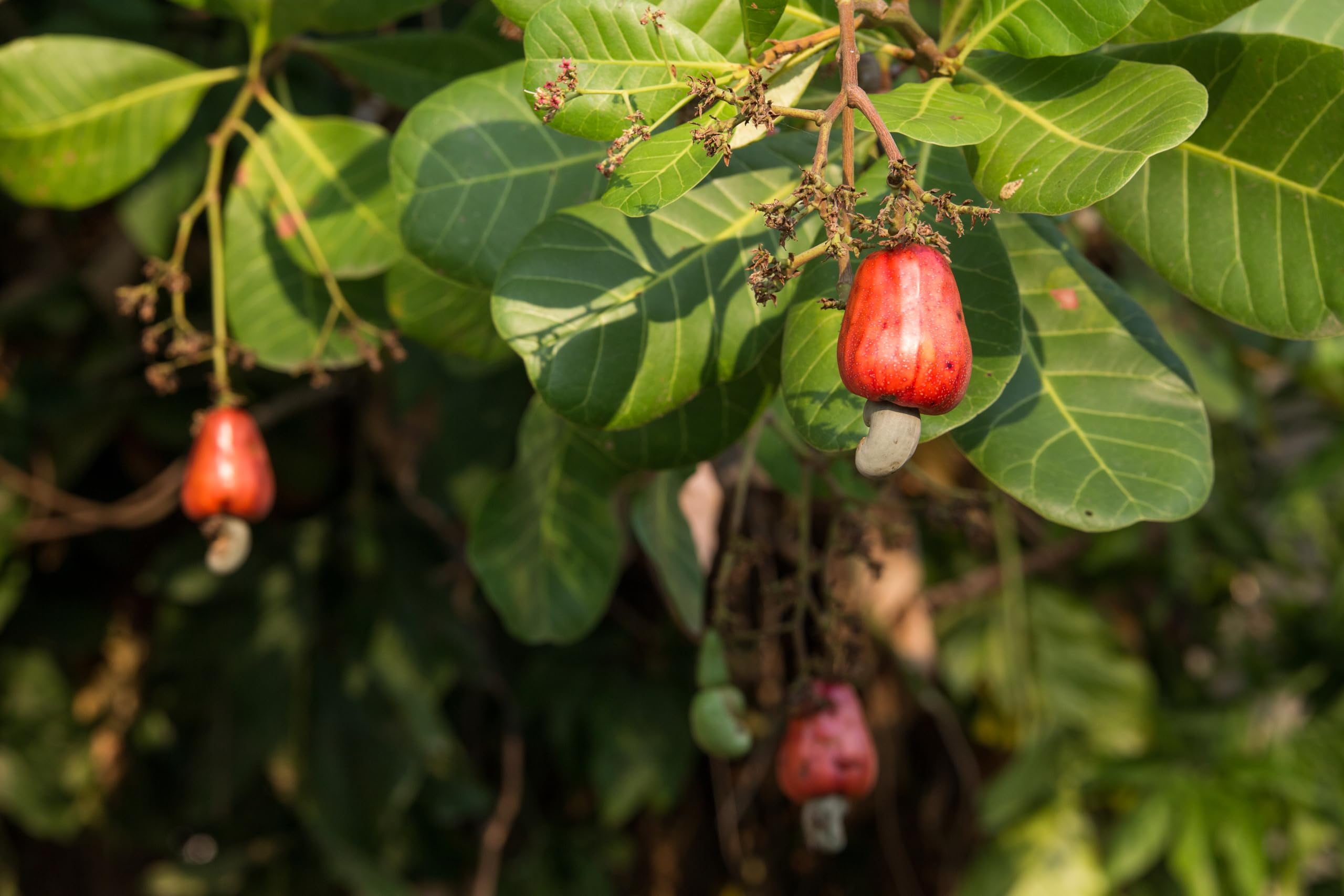 Mundo Feliz Bio ganze Cashewnüsse 2 x 500 g
