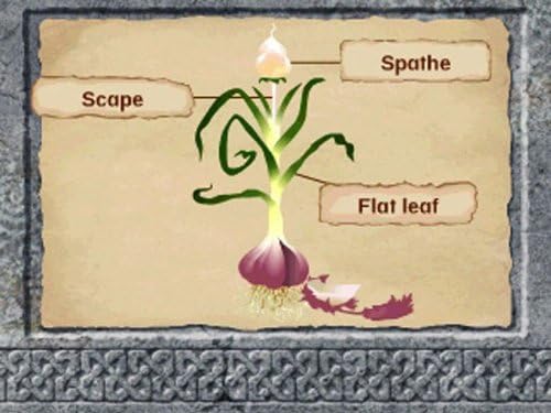 Leapfrog Explorer Learning Game Disney Pixar Brave - Educational Science Adventure for Ages 5-8 2