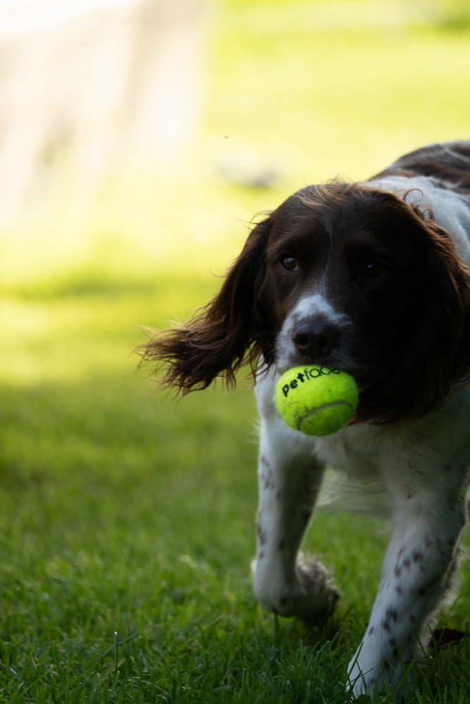 Petface Super Tennis Balls - 3 Pack | Durable Fetch Toy | Natural Rubber 6