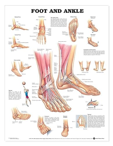 Foot and Ankle Anatomy Chart - Anatomical Chart (Wall Chart)