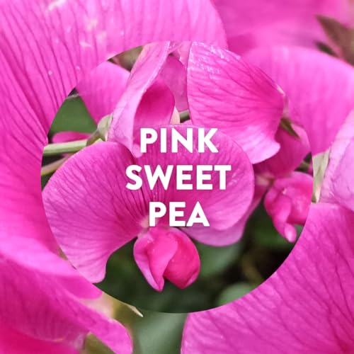 Air Wick - Liquid Electrical Plug-In Refill 3-Pack Sweet Pea 3 x 19ml