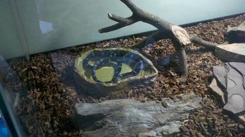 Exo Terra Large Reptile Water Dish | Easy to Clean | Safety Steps | Resin