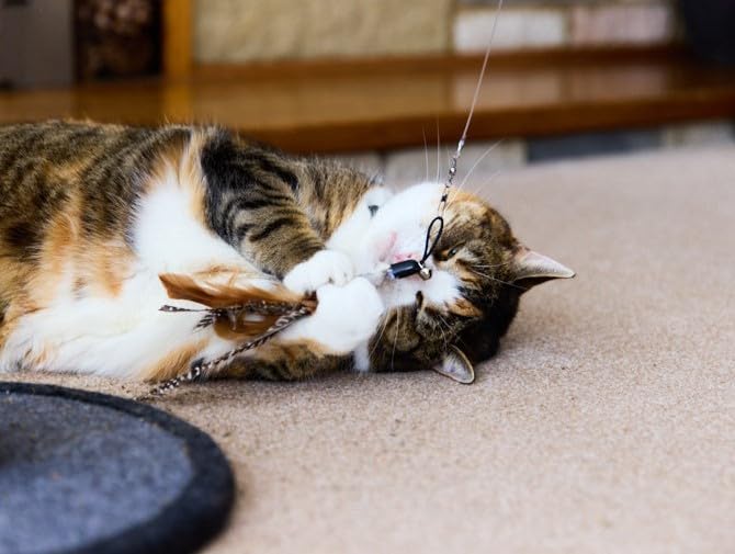 Petface Retractable Feather and Bell Wand Cat Toy - Interactive Teaser | Portable 9