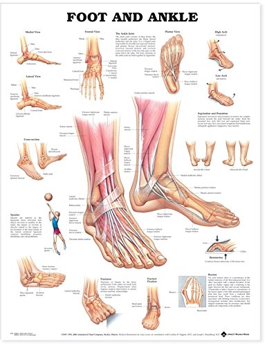 Foot and Ankle Anatomy Chart - Anatomical Chart (Wall Chart)