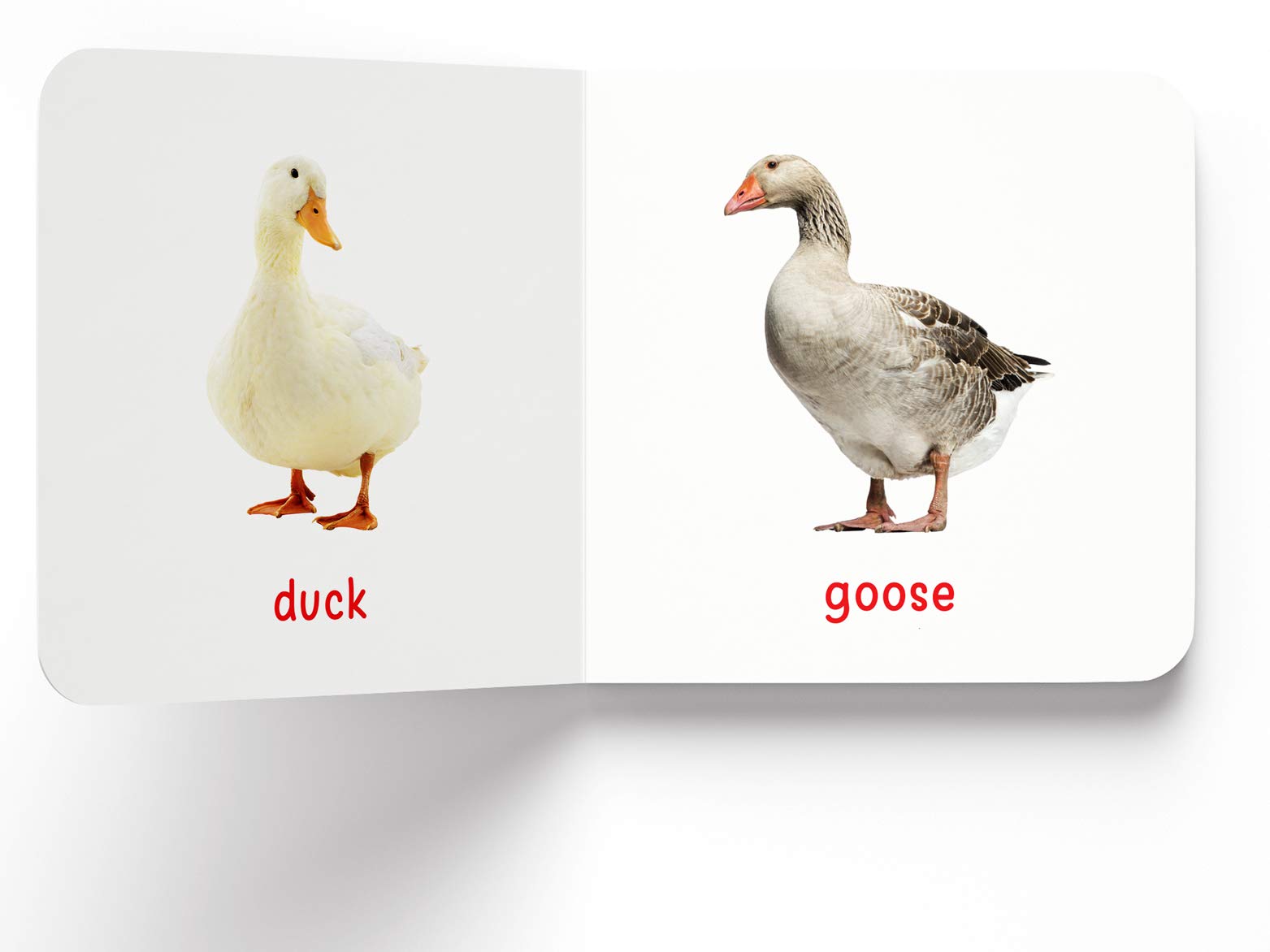 Wonder House My First Book Of Birds - First Board Book for Early Learning | English Language 6