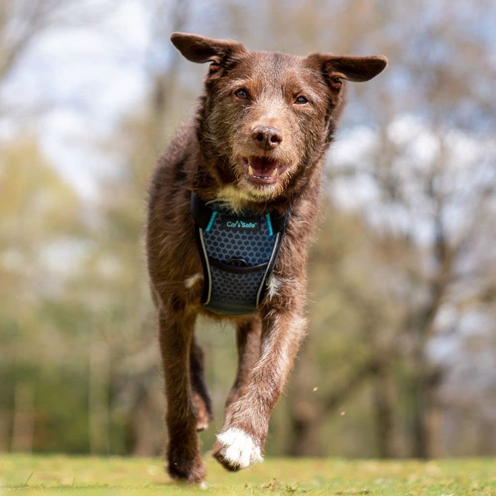 CarSafe Crash Tested Dog Safety Harness - Small Blue | Certified up to 32Kg/70lbs 3