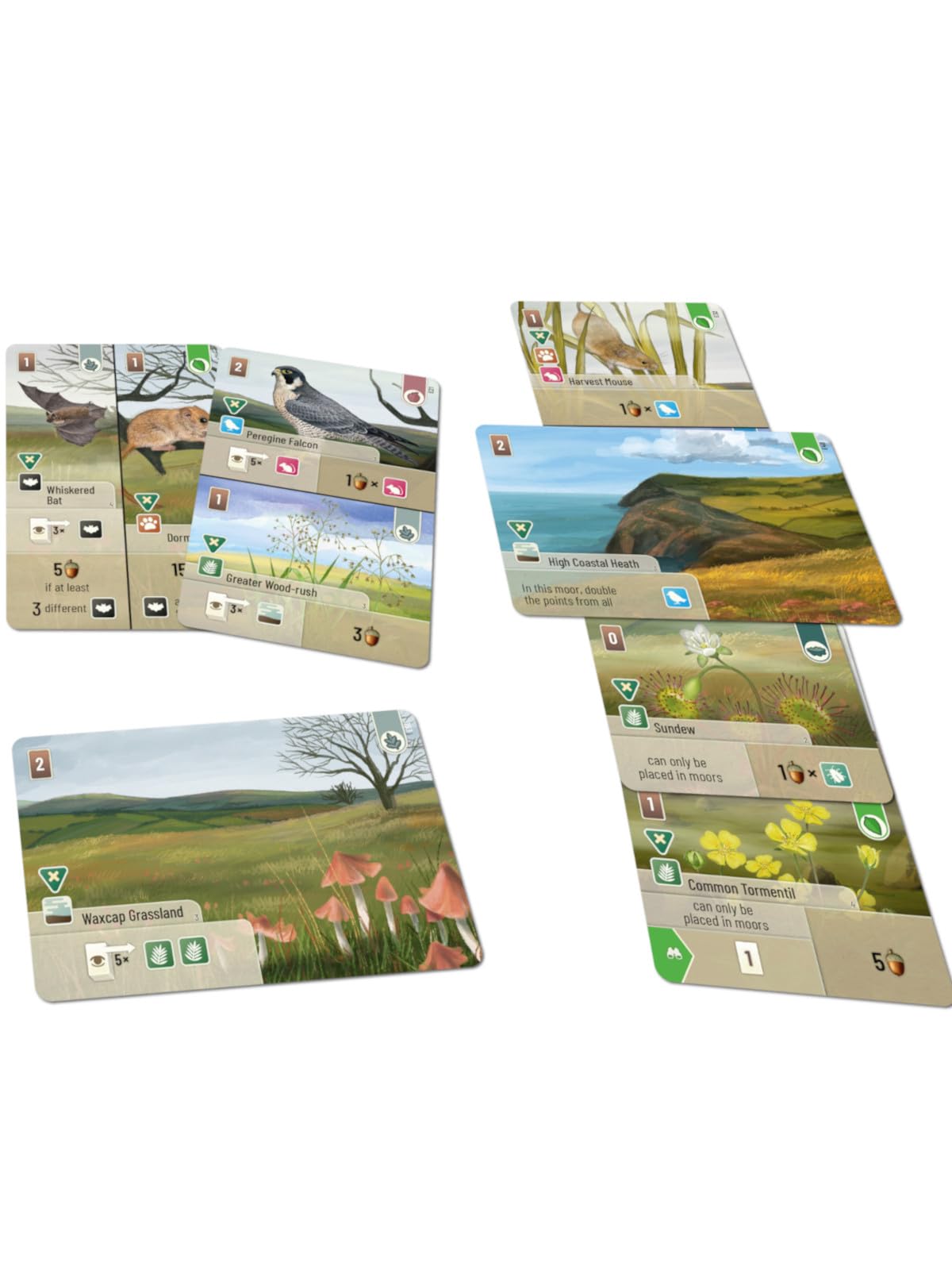 Asmodee Forest Shuffle Dartmoor: Exmoor Expansion Board Game | Ages 10+ 3