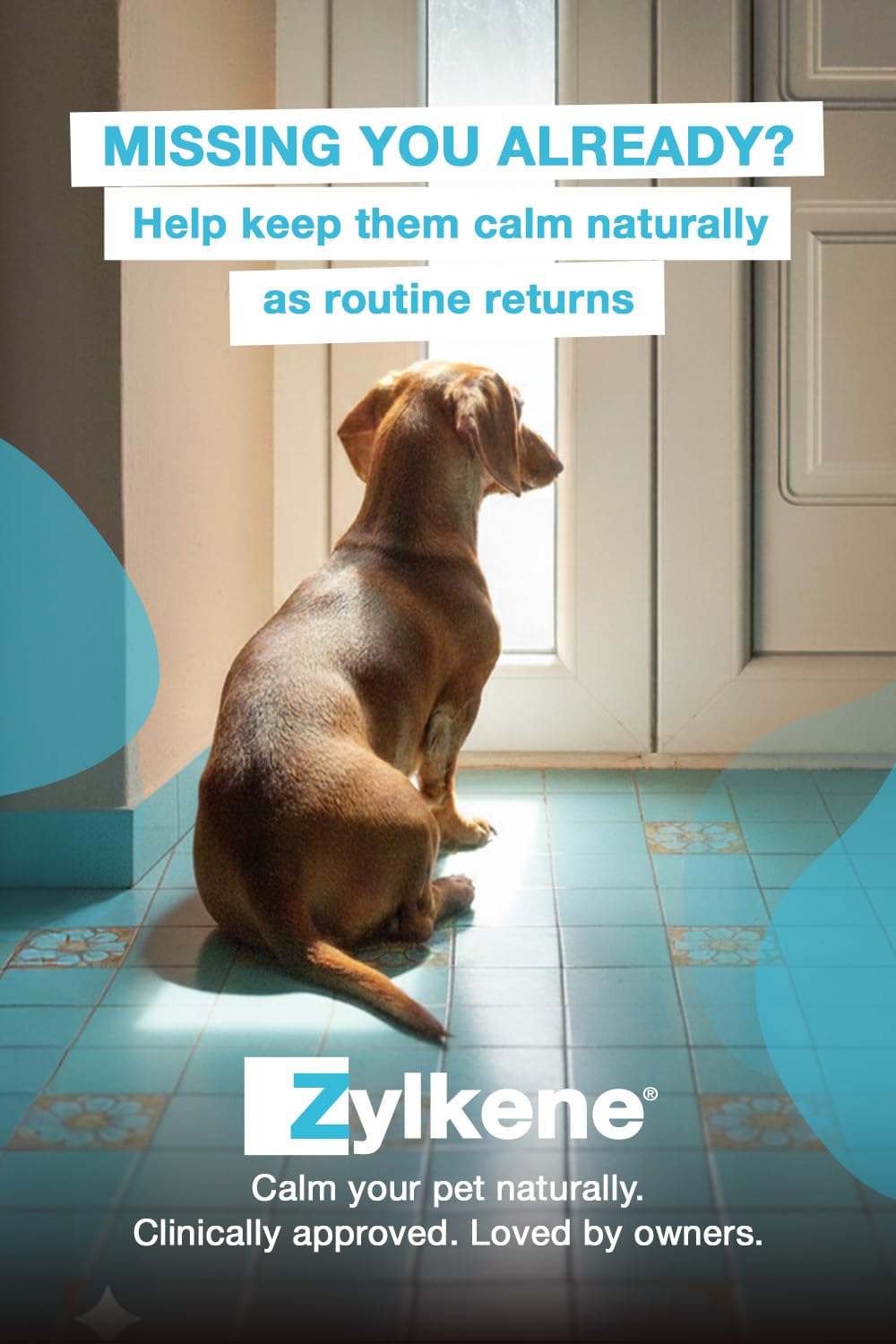 Zylkene Calming Supplements for Cats & Dogs up to 10kg 75mg | 20 Capsules 3