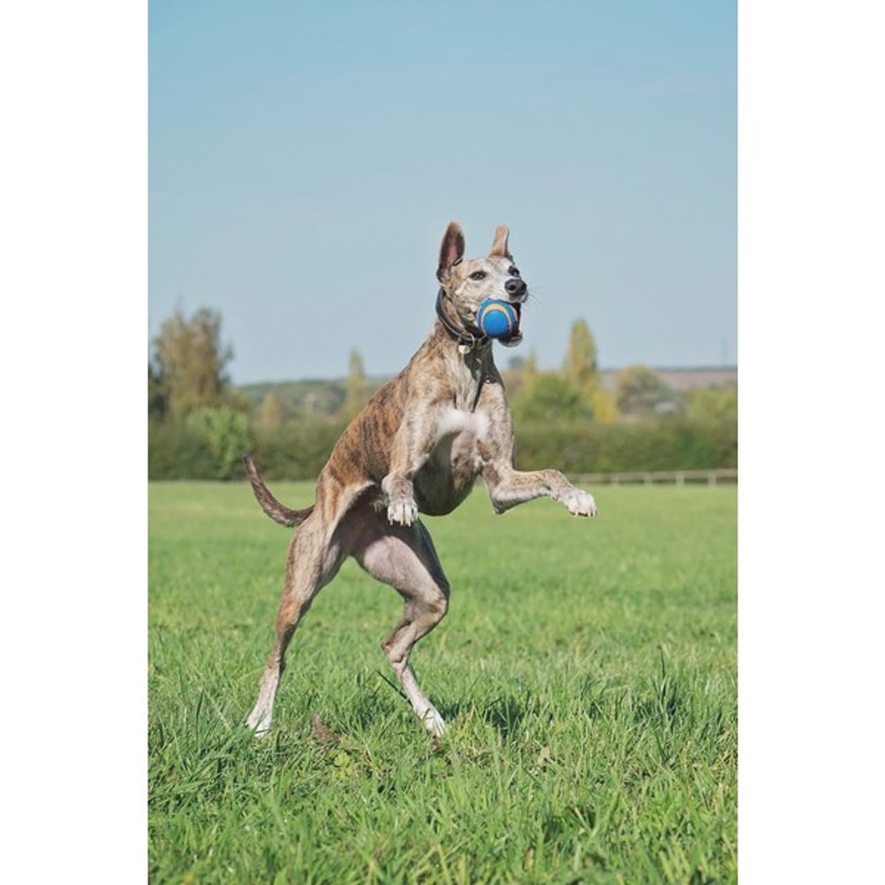 Chuckit! Ultra Squeaker Ball Dog Toy - High Bounce, Floating, Launcher Compatible, X-Large, 1 Pack