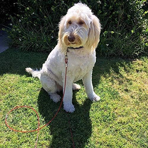 Taylor & Brown Heavy Duty Dog Tie Out Cable with Spiral Ground Stake | 5 Meters Blue/Red 6