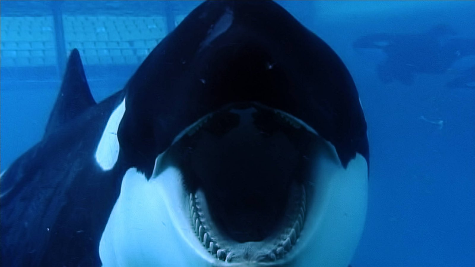 Blackfish (2013) - Dokumentarfilm [DVD] 3