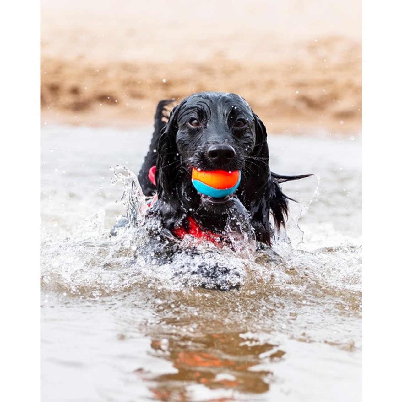 Chuckit! Amphibious Fetch Dog Balls - Floating, Durable, High-Visibility | Medium Size 4