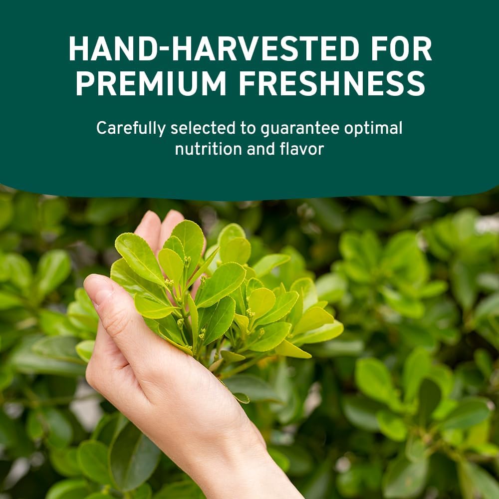 HANDPICK Moringa-Pulver (500 g) – Reine Moringa Oleifera-Blätter | Gentechnikfrei, glutenfrei | Wiederverschließbarer Beutel für Smoothies, Tee und zum Kochen 6