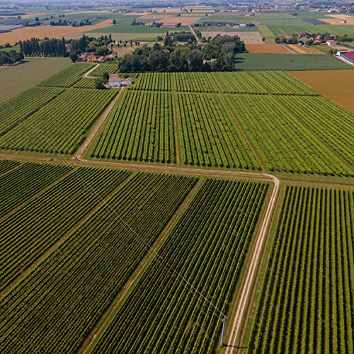 Mazzetti Balsamic Glaze with Balsamic Vinegar of Modena 215ml 5