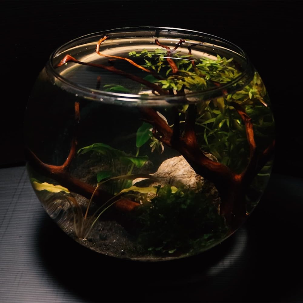 Amtra Crystal Globe Hand-Blown Glass Fishbowl Aquarium | 30 CM Diameter 5