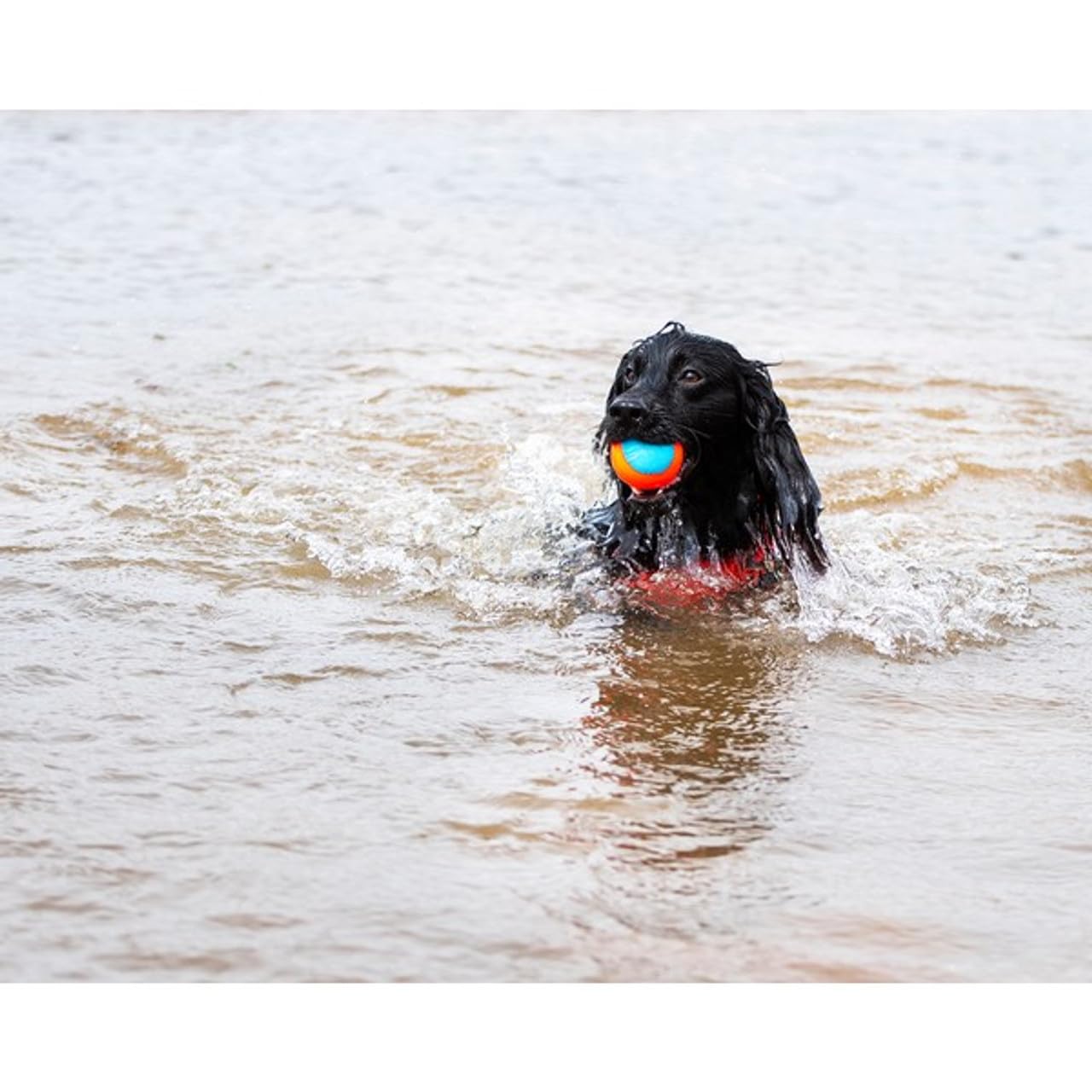 Chuckit! Amphibious Fetch Dog Balls - Floating, Durable, High-Visibility | Medium Size 5