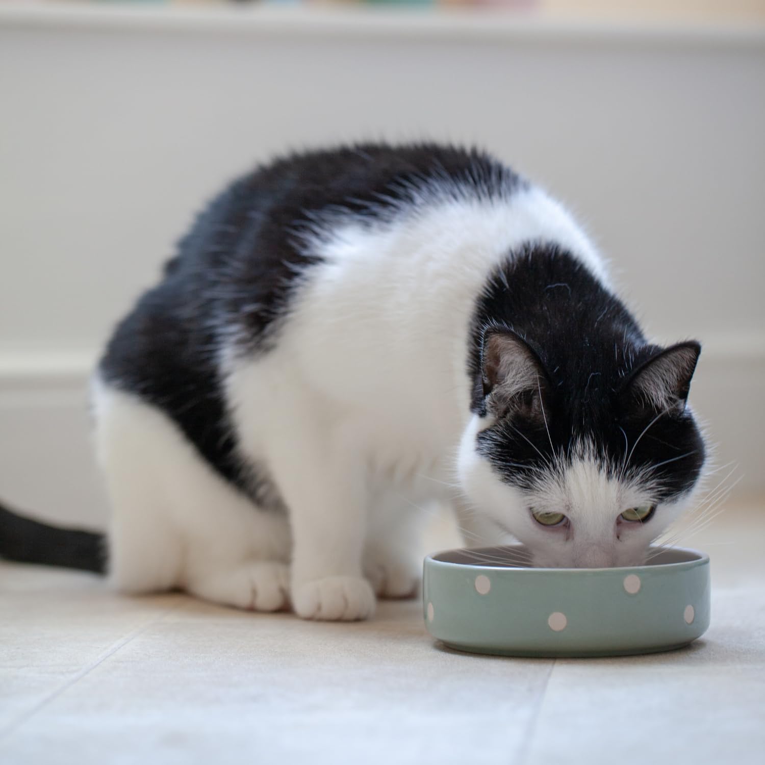 Mason Cash Polka Dot Sage Green Pet Bowl - 13cm | 300ml Capacity | Stoneware 2