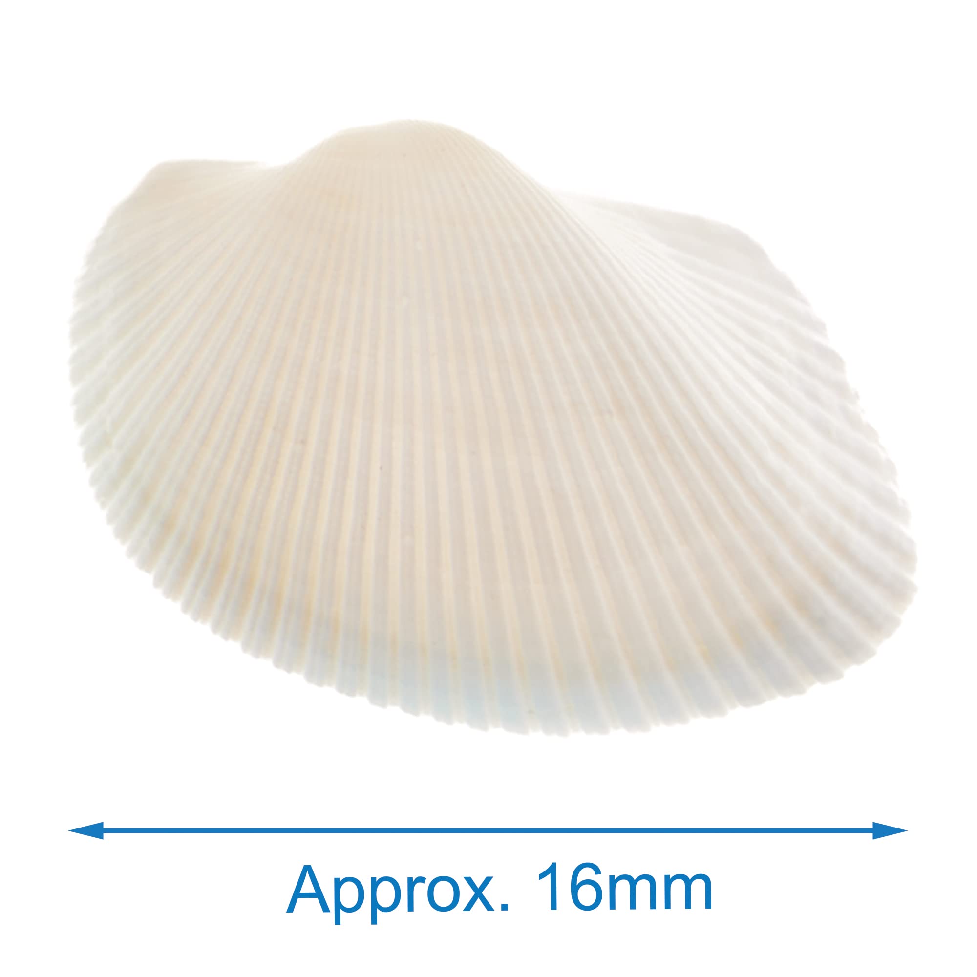 Baker Ross Natural Seaside Beach Scalloped Shells - Pack of 30 | Approx. 16mm Wide 4