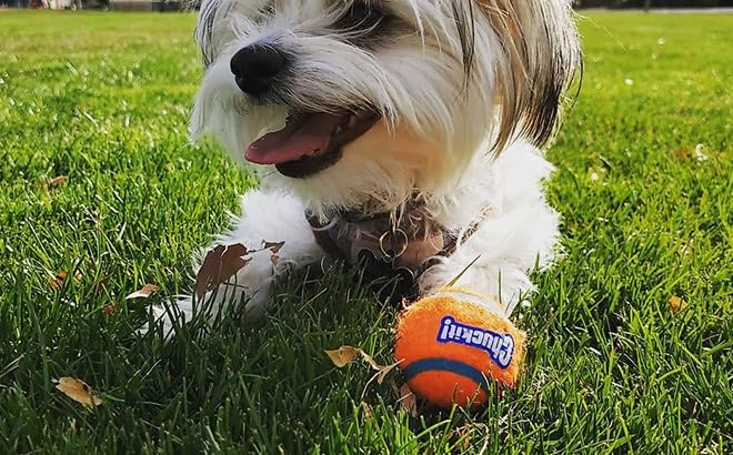 Chuckit! Tennis Ball for Small Dogs - Gentle Natural Rubber & Felt | 2 Pack 5