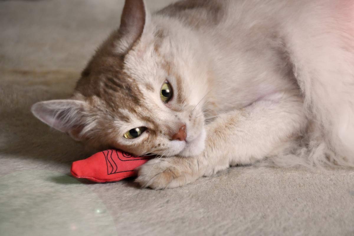 YEOWWW! Catnip Toys - Yeowww!-ola Crayon 3-Pack | All-Natural Catnip, Cotton Twill 4