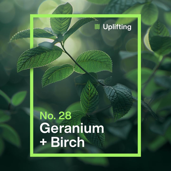 INEOS - Geranium + Birch Non-Bio Laundry Capsules (24 Washes)