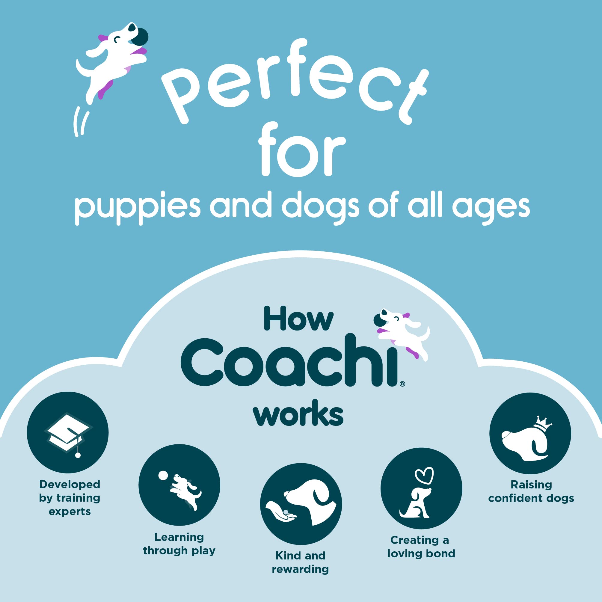 Coachi Tuggi Ball - Interactive Dog Toy for Tug of War & Fetch | Bungee Handle | Navy, Coral & Lime 6
