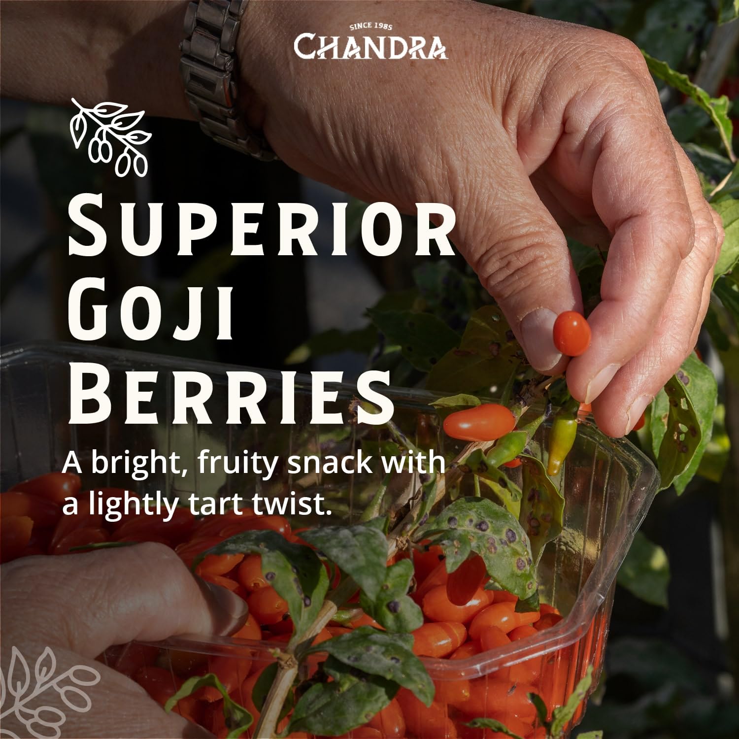 CHANDRA Whole Foods Goji Berries - 1KG Dried Super Fruit | Low-GI, High Protein 7