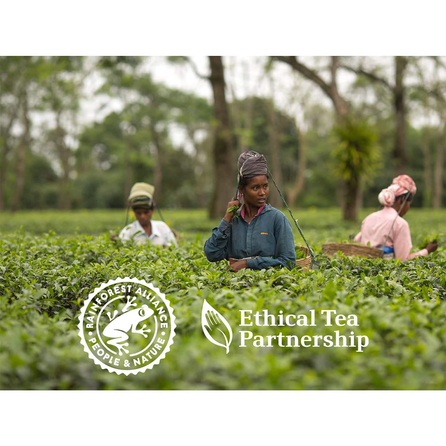 Tetley Decaf Green Tea - Pack of 300 Bags, 600 Gram (Pack of 6) 4