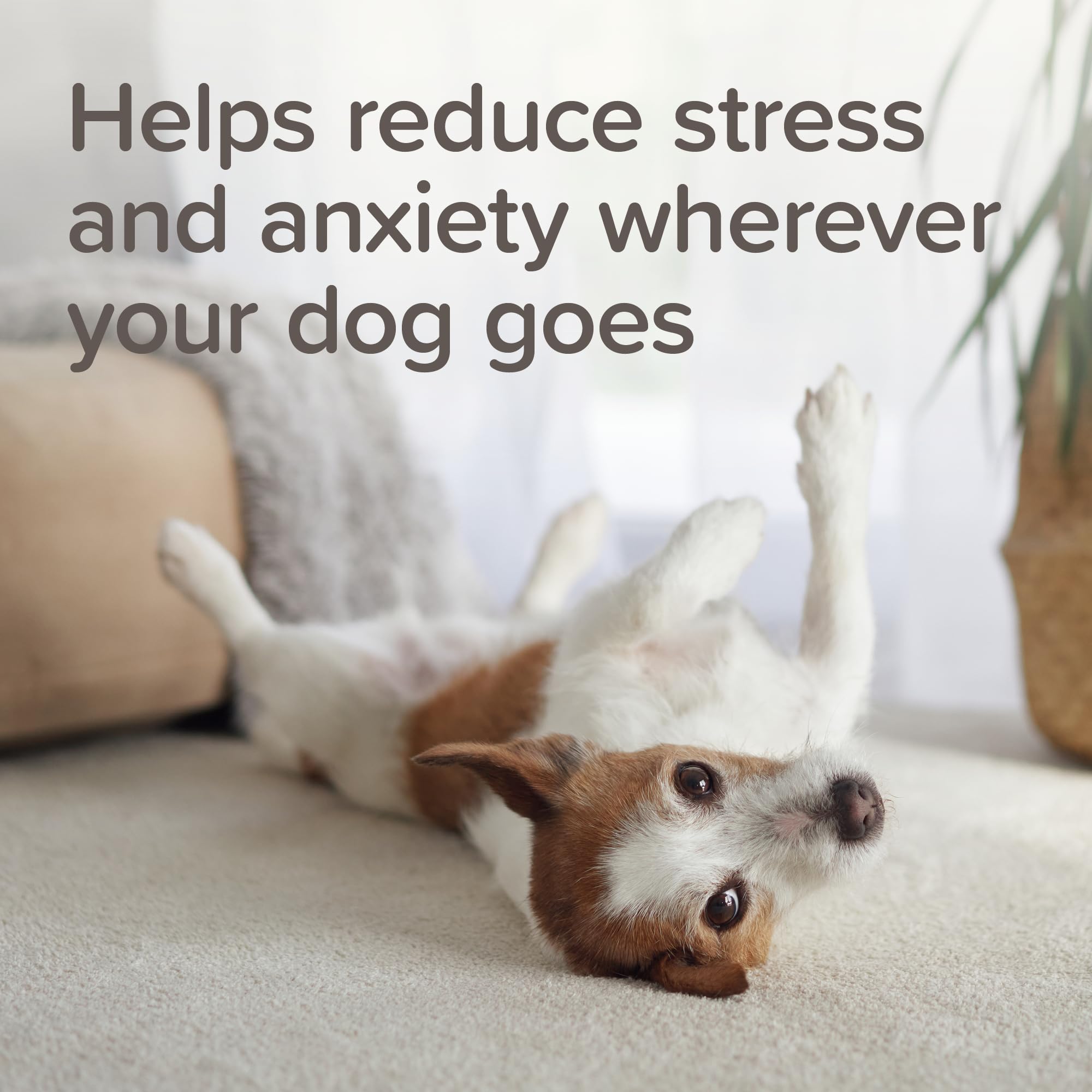 Beaphar StressLess Herbal Calming Collar for Dogs - Reduces Anxiety | Lasts 6 Weeks 3