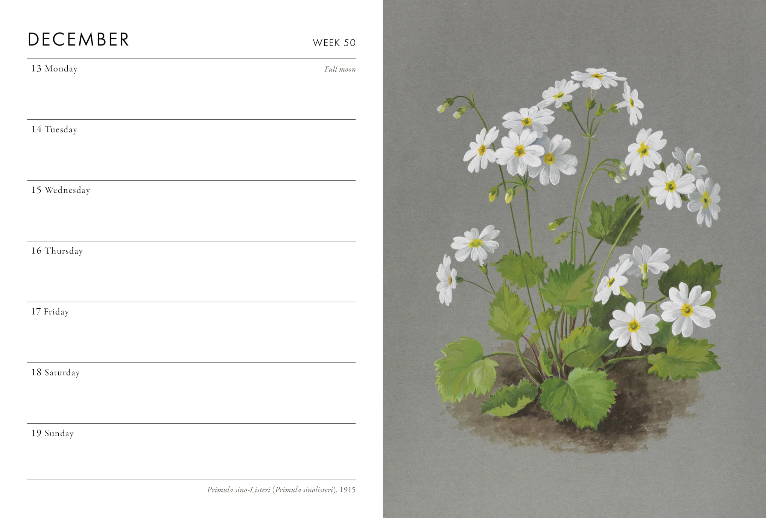Frances Lincoln RHS Desk Diary 2027 - Week-to-View Planner | Botanical Illustrations 5