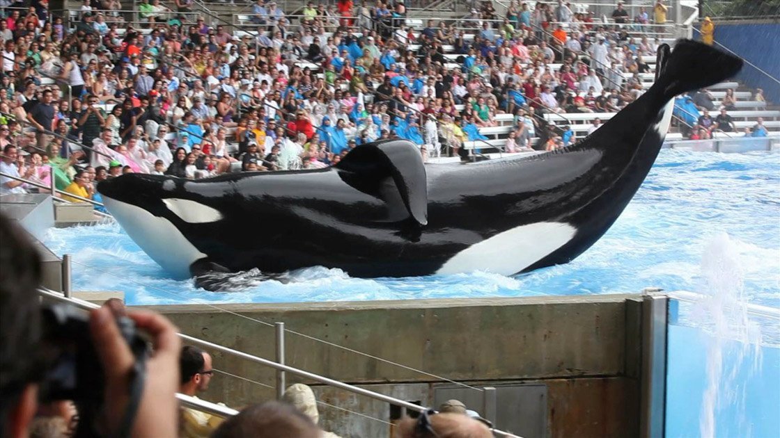 Blackfish (2013) - Dokumentarfilm [DVD] 2