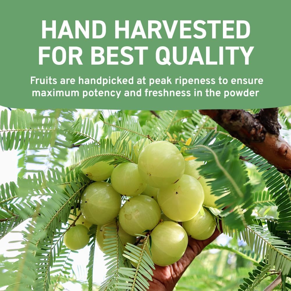 HANDPICK Amla Powder (500g) - Raw Indian Gooseberry Powder from Maharashtra | Non-GMO, Resealable Pouch