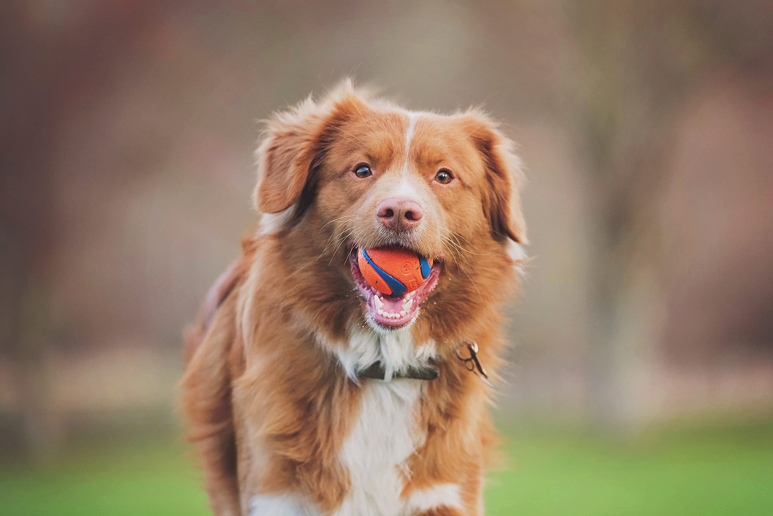 Chuckit! Ultra Ball - Durable High Bounce Rubber Dog Toy for Fetch | Large Size (Pack of 2) 4