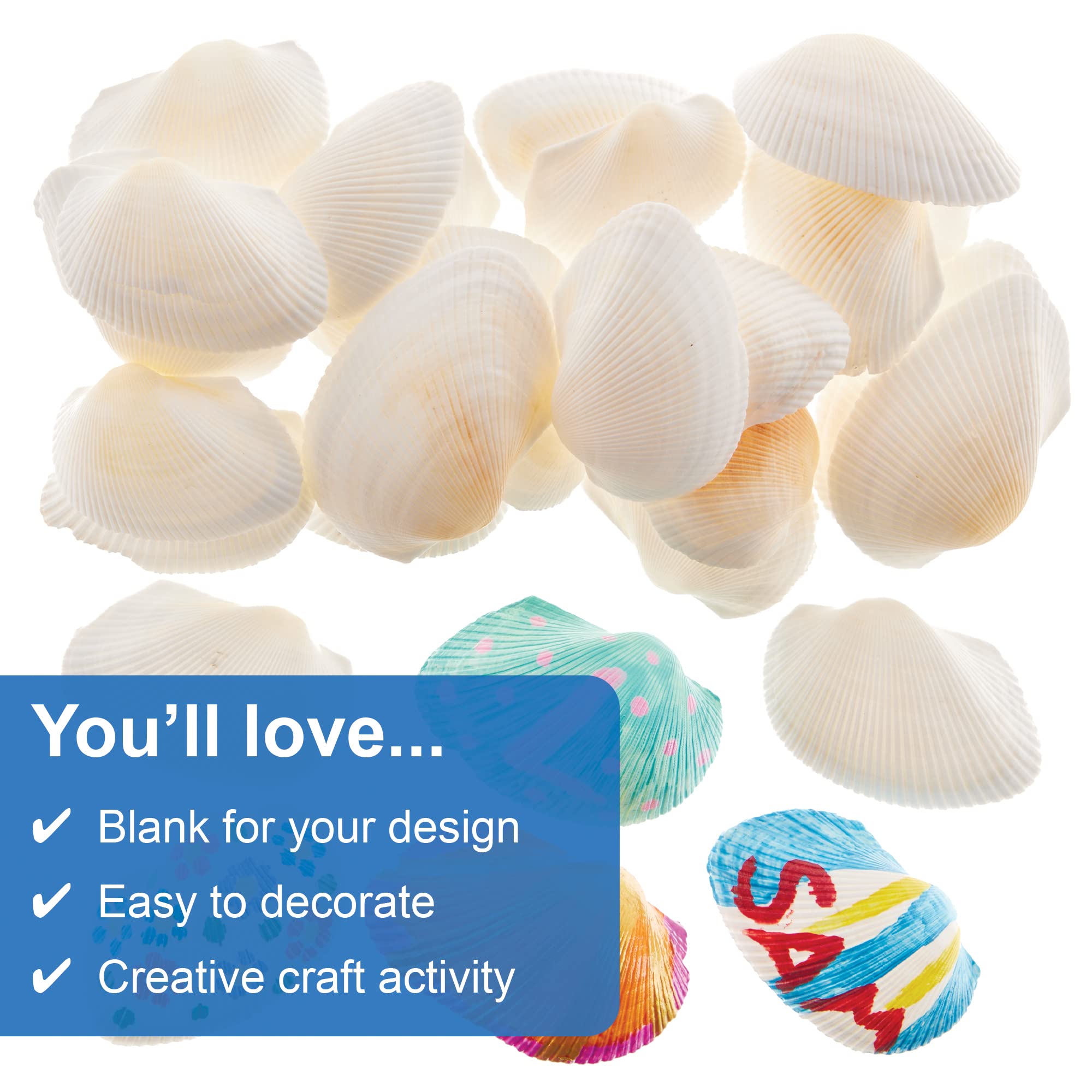 Baker Ross Natural Seaside Beach Scalloped Shells - Pack of 30 | Approx. 16mm Wide 3