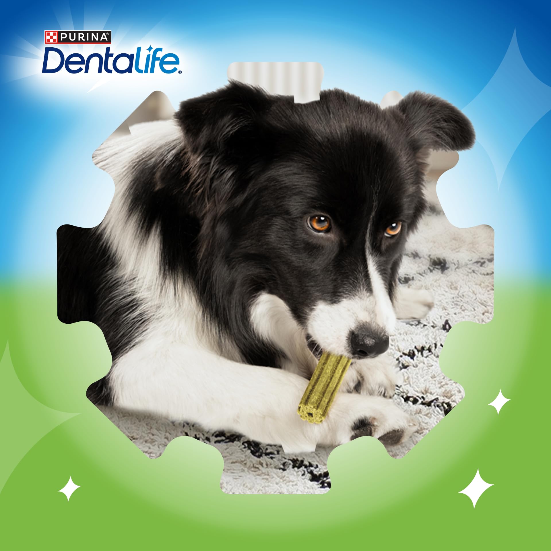 Dentalife ActivFresh Large Dog Dental Sticks Chicken Flavor | Fights Bad Breath & Tartar | 6 Pack 7