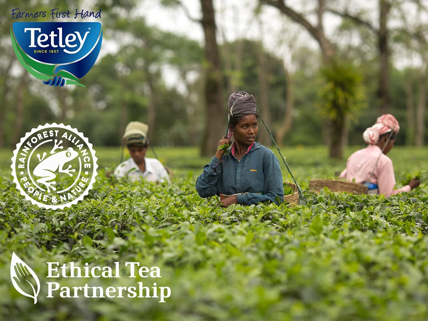 Tetley - Earl Grey Tea Black Tea, 150 Teabags (6 x 25) 5