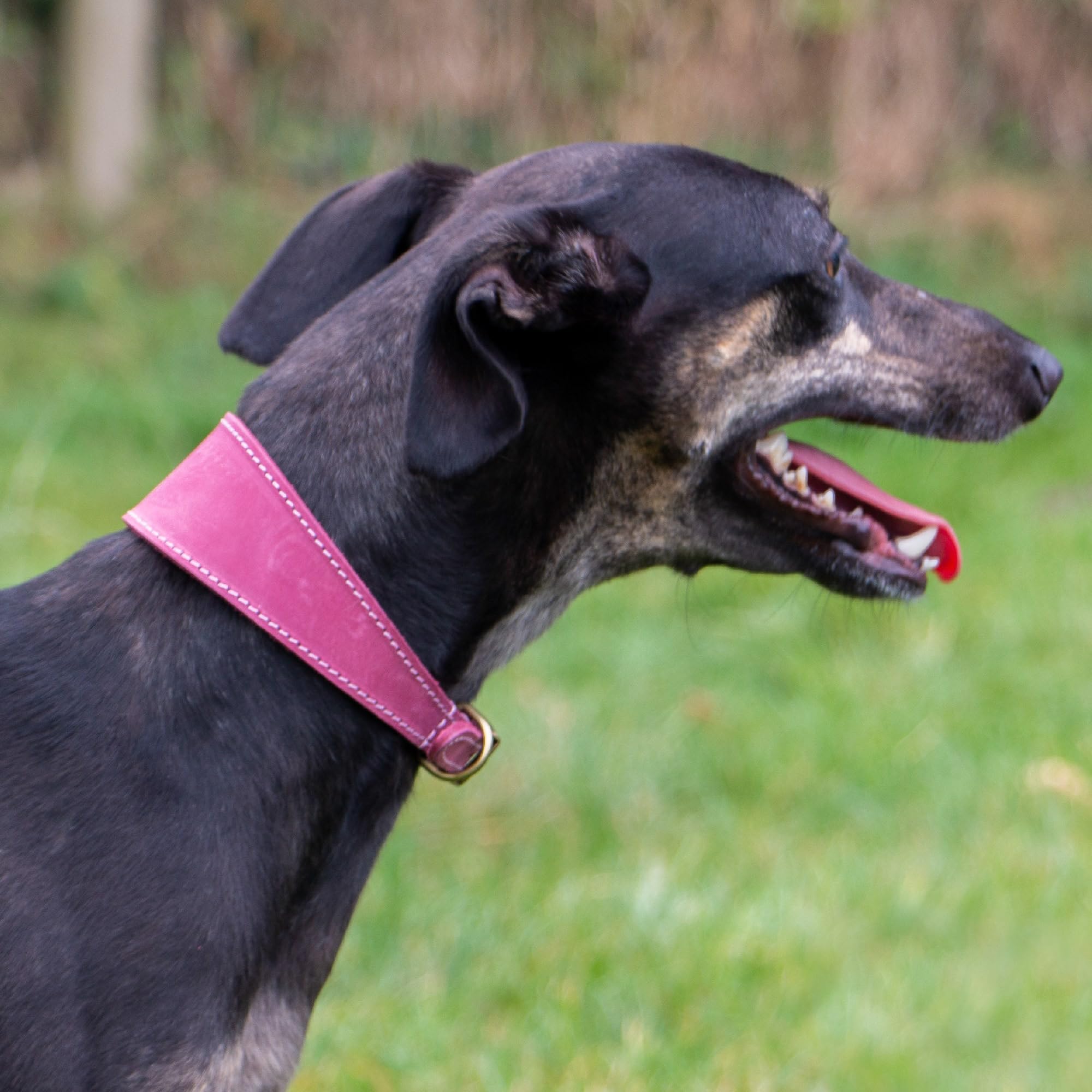 Ancol Timberwolf Leather Greyhound Dog Collar - Raspberry | 34-43cm Size | Top Grain Bridle Leather 4
