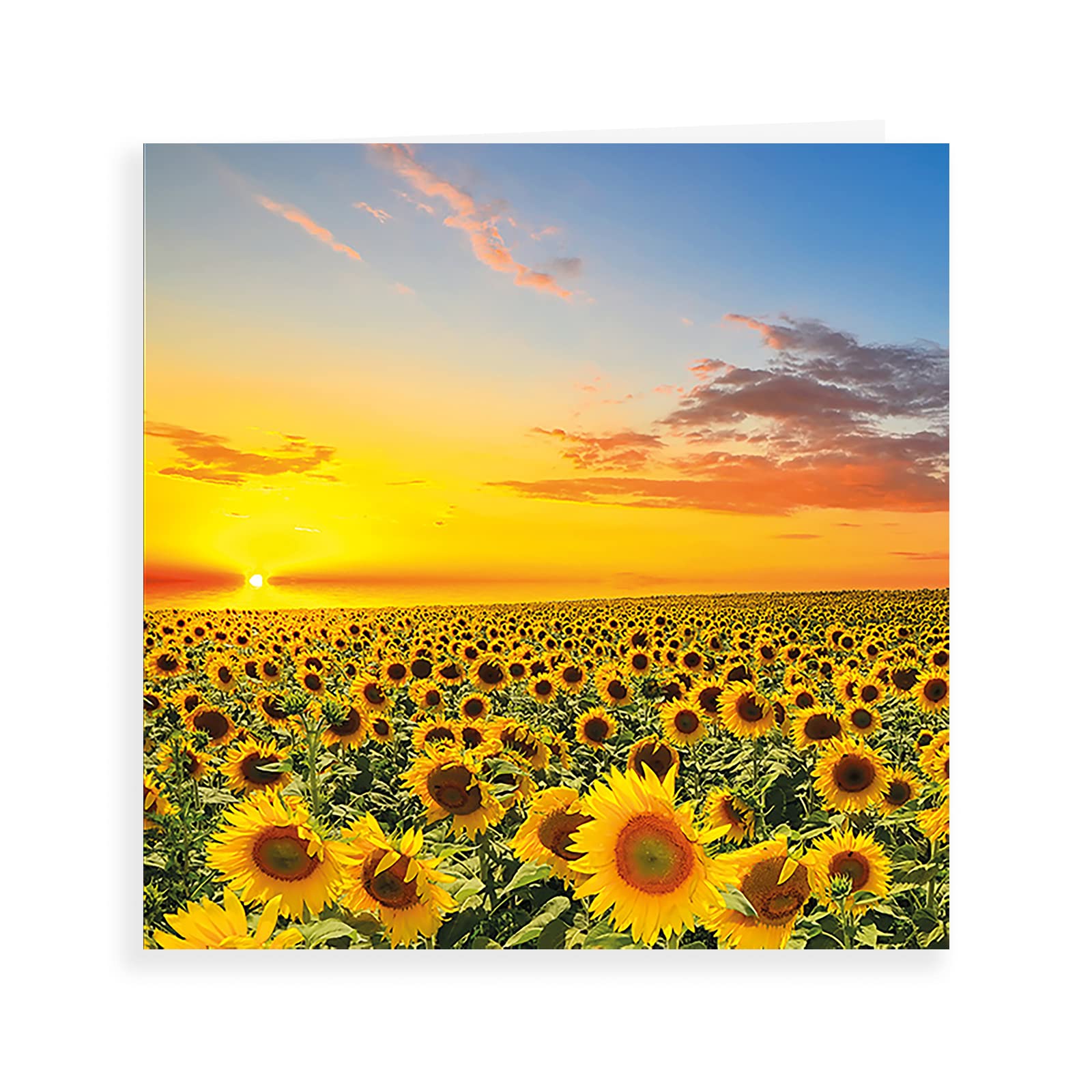 Piccadilly Greetings Photographic Blank Card - Sunflowers | 160 mm sq | Yellow 1