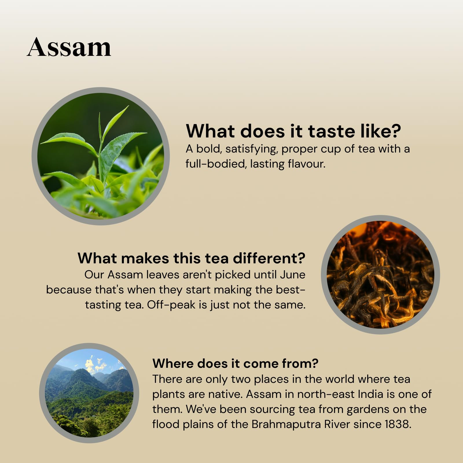 Twinings Assam Black Tea - Bold & Full-Bodied Flavor | 40 Count Teabags (Pack of 4) 3