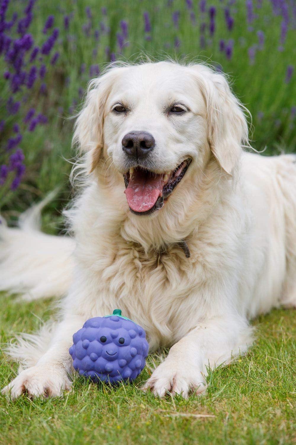 Petface Large Latex Blackberry Squeak Chew Toy - Durable Natural Rubber for Dogs