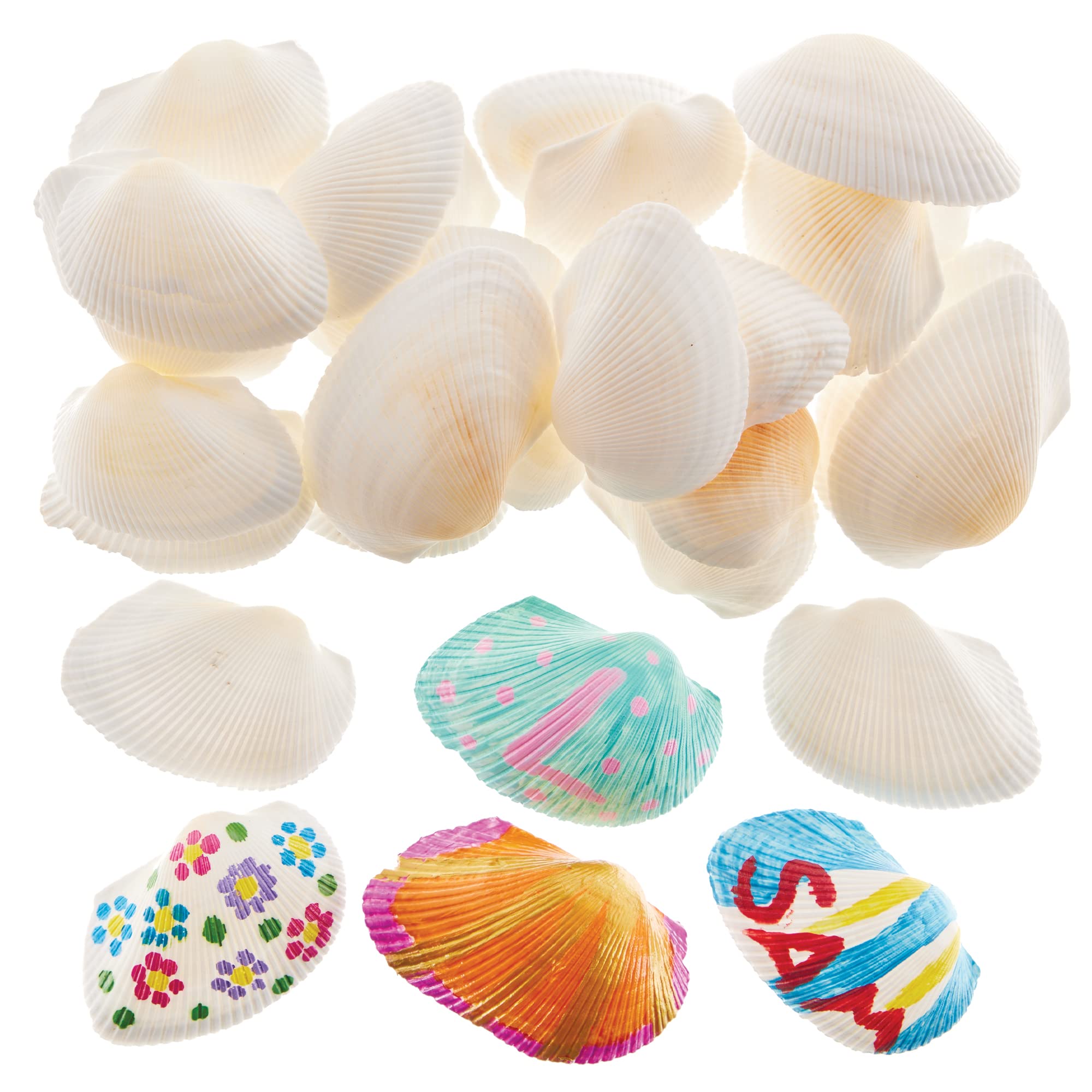 Baker Ross Natural Seaside Beach Scalloped Shells - Pack of 30 | Approx. 16mm Wide 1