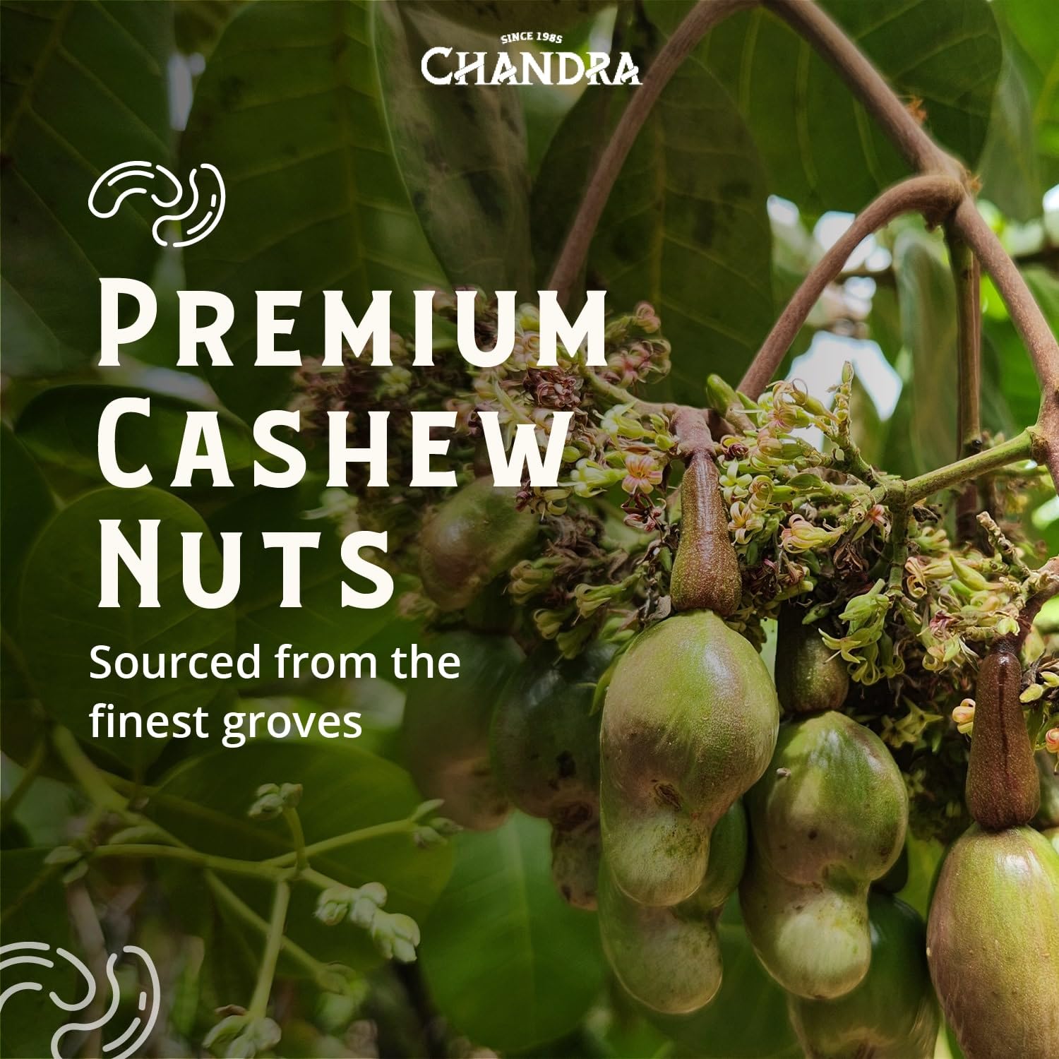 CHANDRA Whole Foods Raw Deshelled Whole Cashew Nuts - 1KG | Low-GI | Vegan & Gluten-Free 7