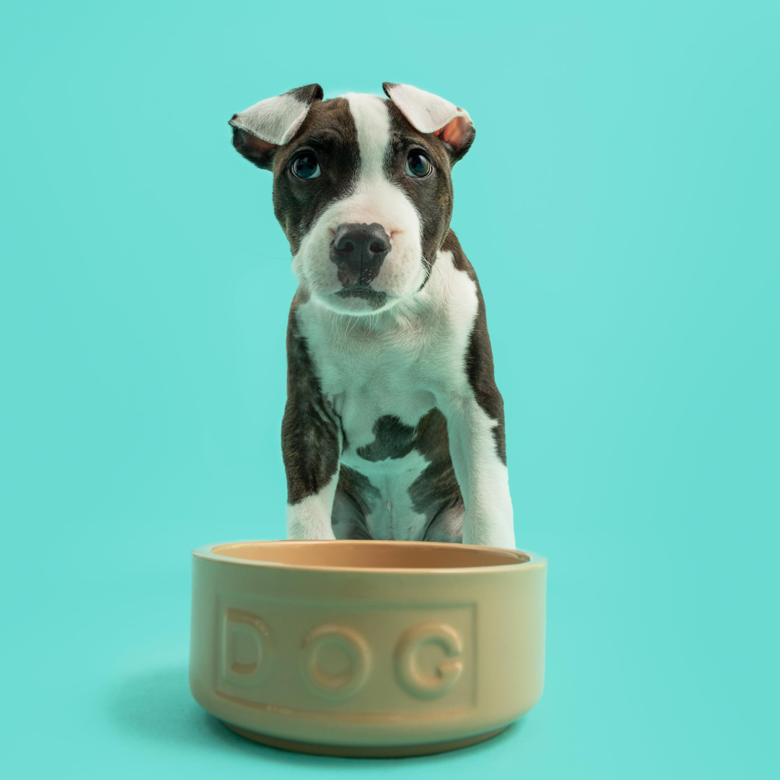 Mason Cash Cane Ceramic Dog Bowl - 400ml Capacity | Durable Stoneware | Ideal for Small Dogs