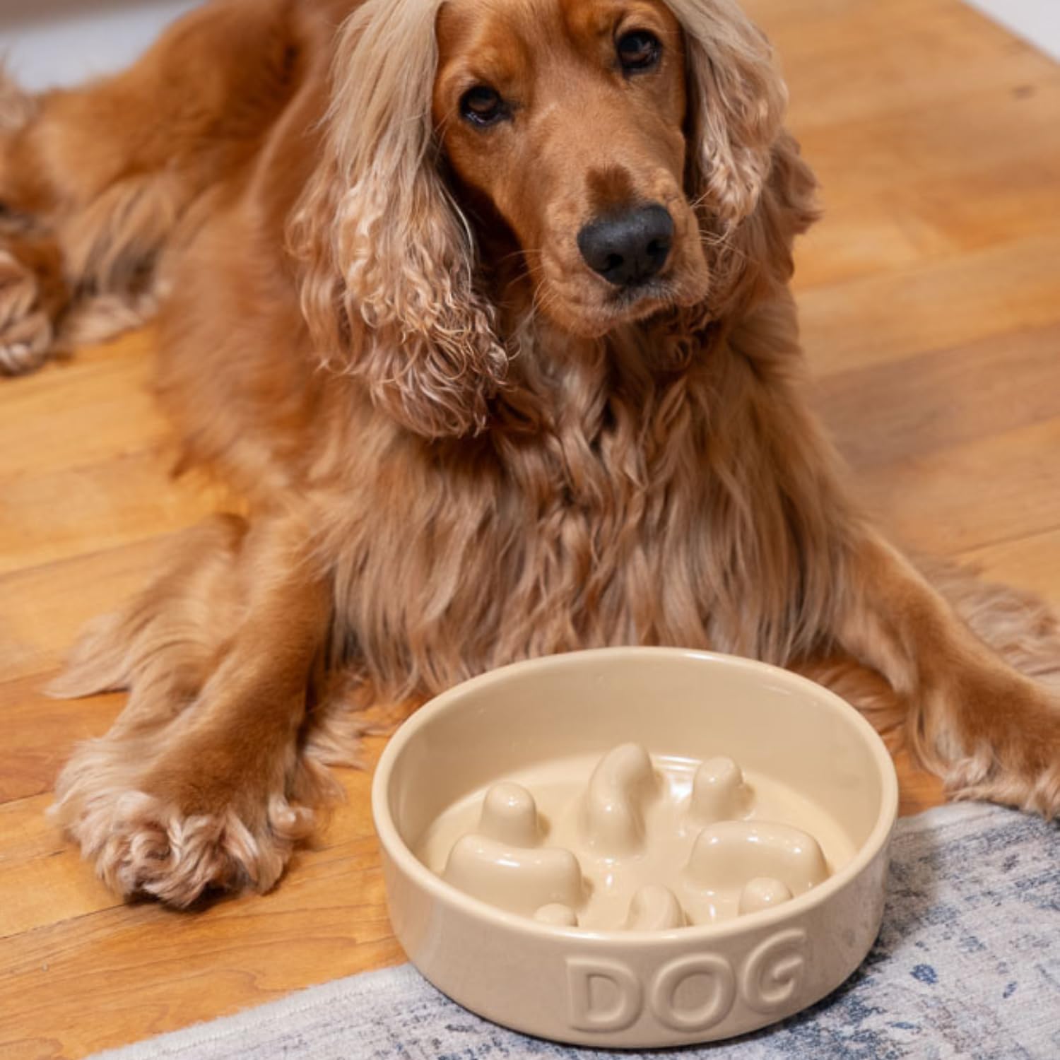 Mason Cash Cane Ceramic Slow Feeder Dog Bowl - Heavyweight Stoneware for Medium/Large Dogs | Dishwasher Safe 5