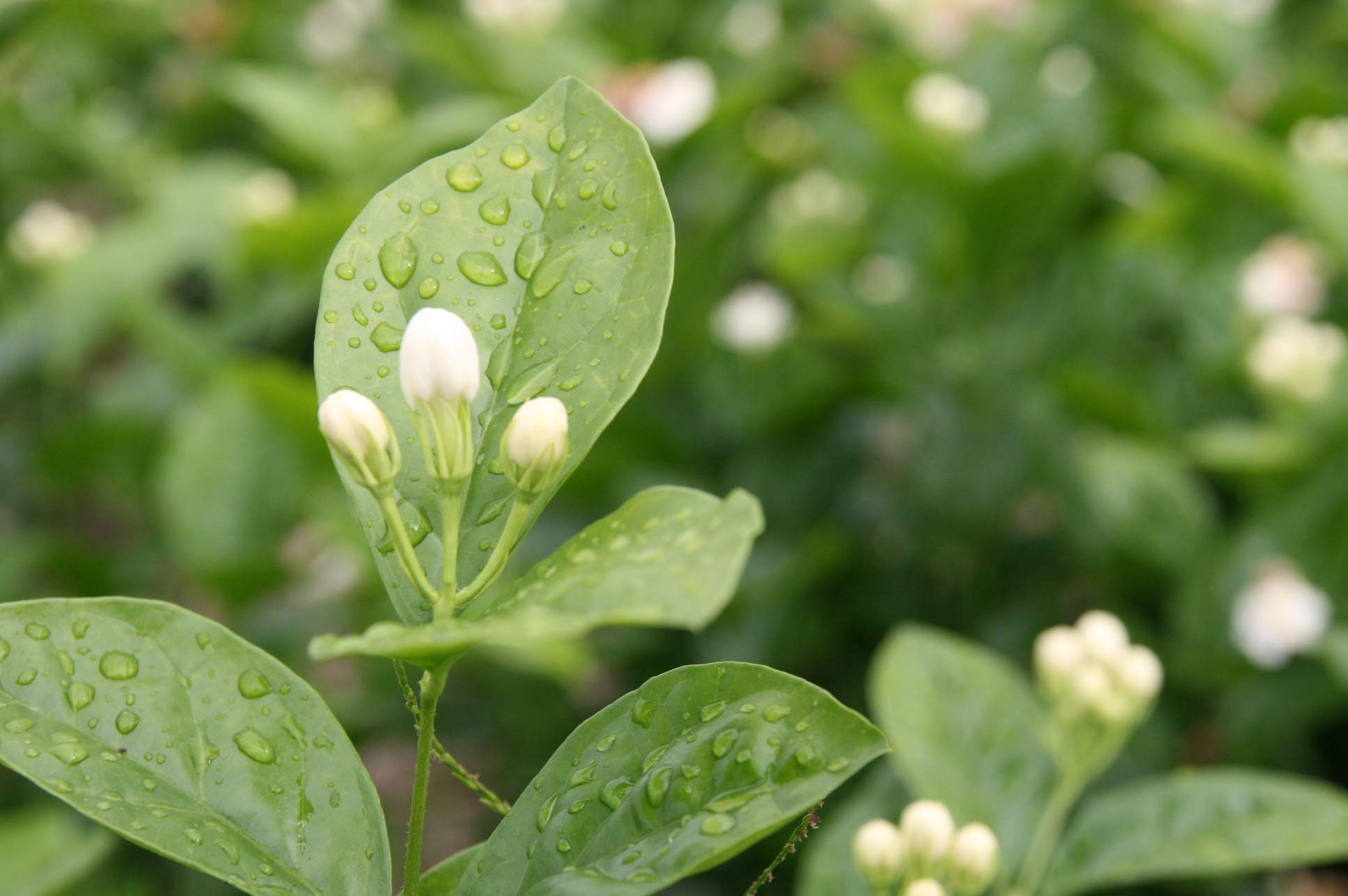 Rare Tea - Jasmine Silver Tip Loose Leaf White Tea (25g Tin) 4