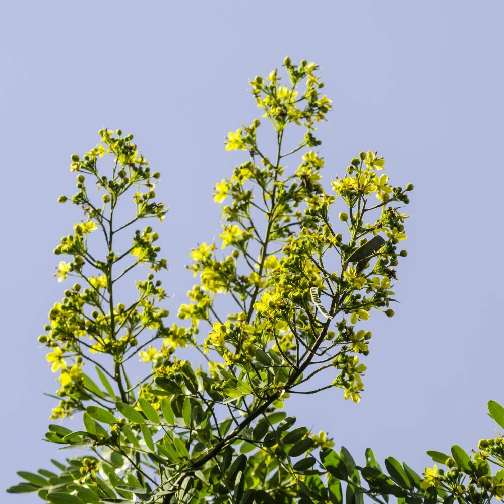 Health Embassy Senna Leaves Tea (Senna alexandrina) - 50 g Herbal Infusion