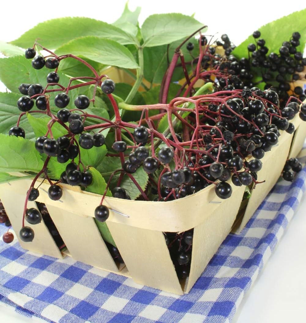 Health Embassy - Elderberry Dried Fruit (Sambucus nigra L) (50g) 8