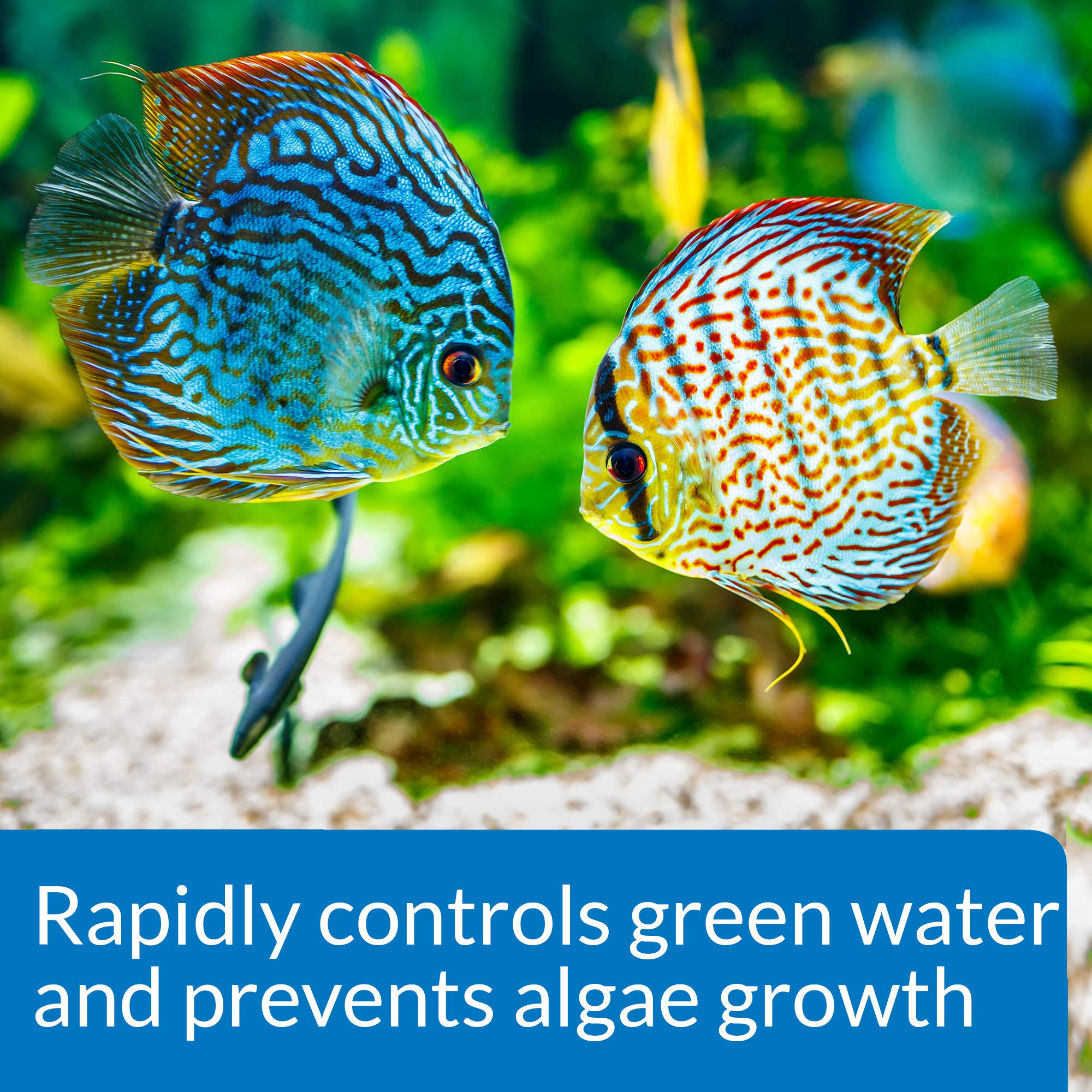 API Prevent Algae Solution - Prevents Algae & Green Water | 118 ml Liquid 3