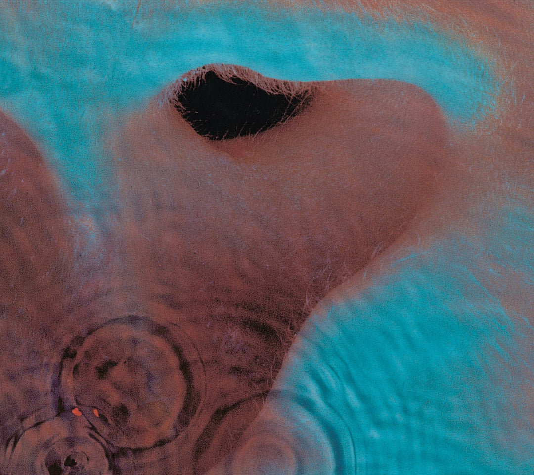 Pink Floyd - Meddle Audio CD